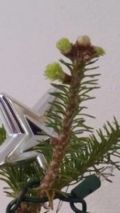 Christmas Tree top