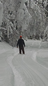The Christmas Tree Guy